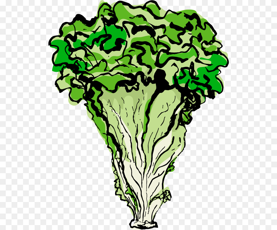 Lettuce, Food, Plant, Produce, Vegetable Free Transparent Png