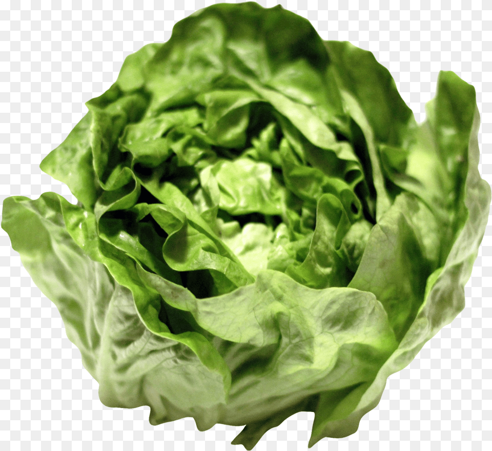 Lettuce, Food, Plant, Produce, Vegetable Free Png