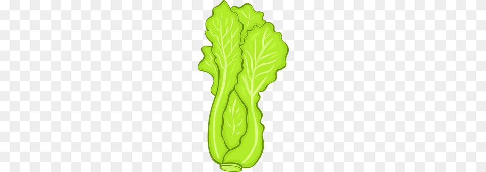 Lettuce Food, Produce, Plant, Vegetable Png Image