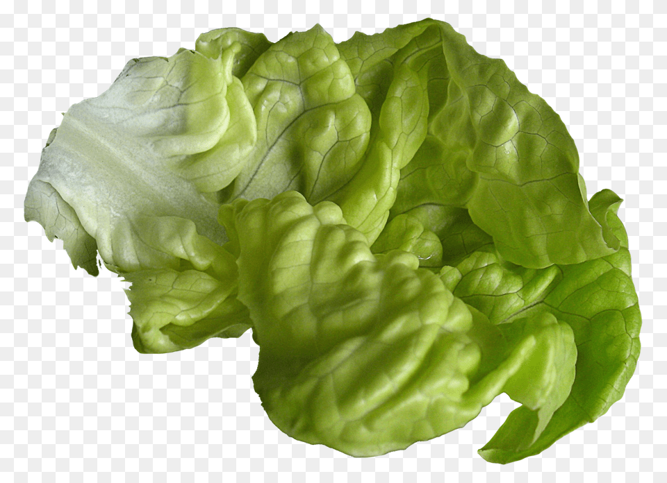 Lettuce, Food, Plant, Produce, Vegetable Png Image