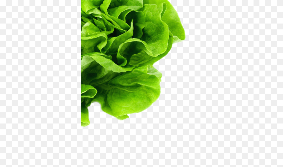 Lettuce Bg, Food, Plant, Produce, Vegetable Free Png Download