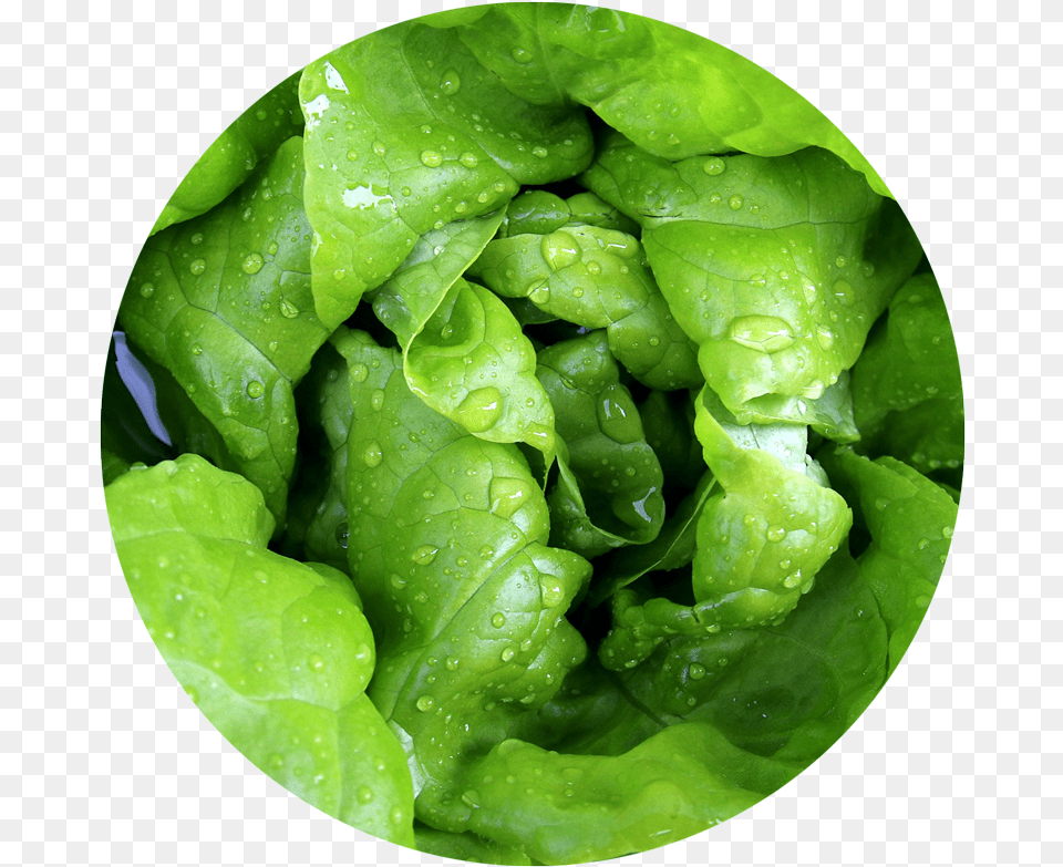 Lettuce Can Hamsters Eat Lettuce, Food, Plant, Produce, Vegetable Png Image