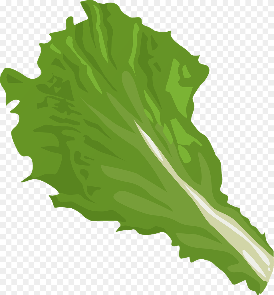 Lettuce Clip Art Cartoon Leaf Of Lettuce, Food, Plant, Produce, Vegetable Png