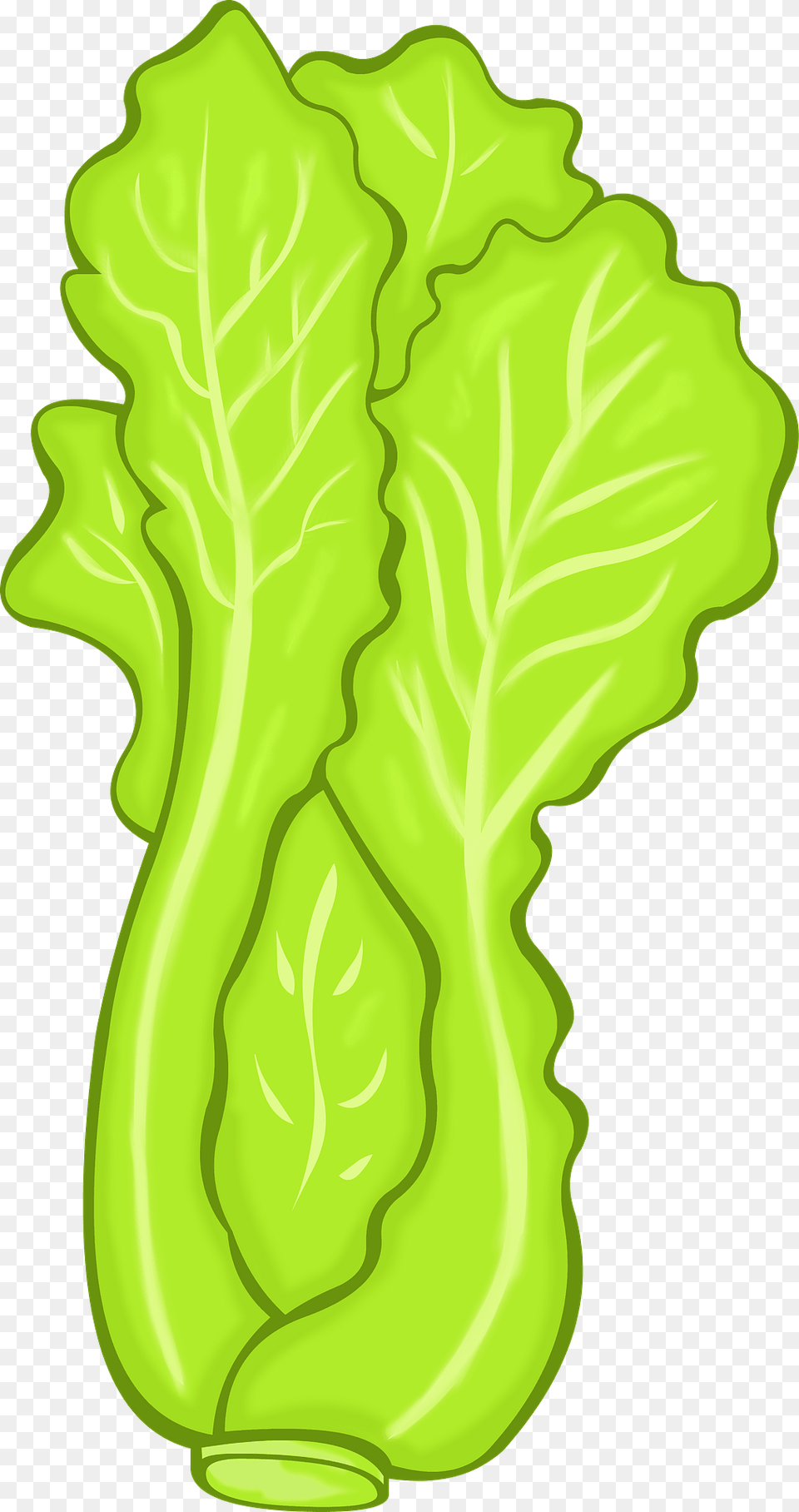 Lettuce Clipart, Food, Produce, Plant, Vegetable Png