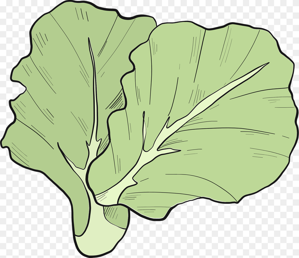 Lettuce Clipart, Food, Produce, Leaf, Plant Png Image