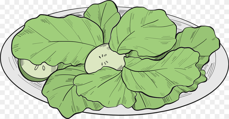 Lettuce Clipart, Food, Produce, Leafy Green Vegetable, Plant Free Png