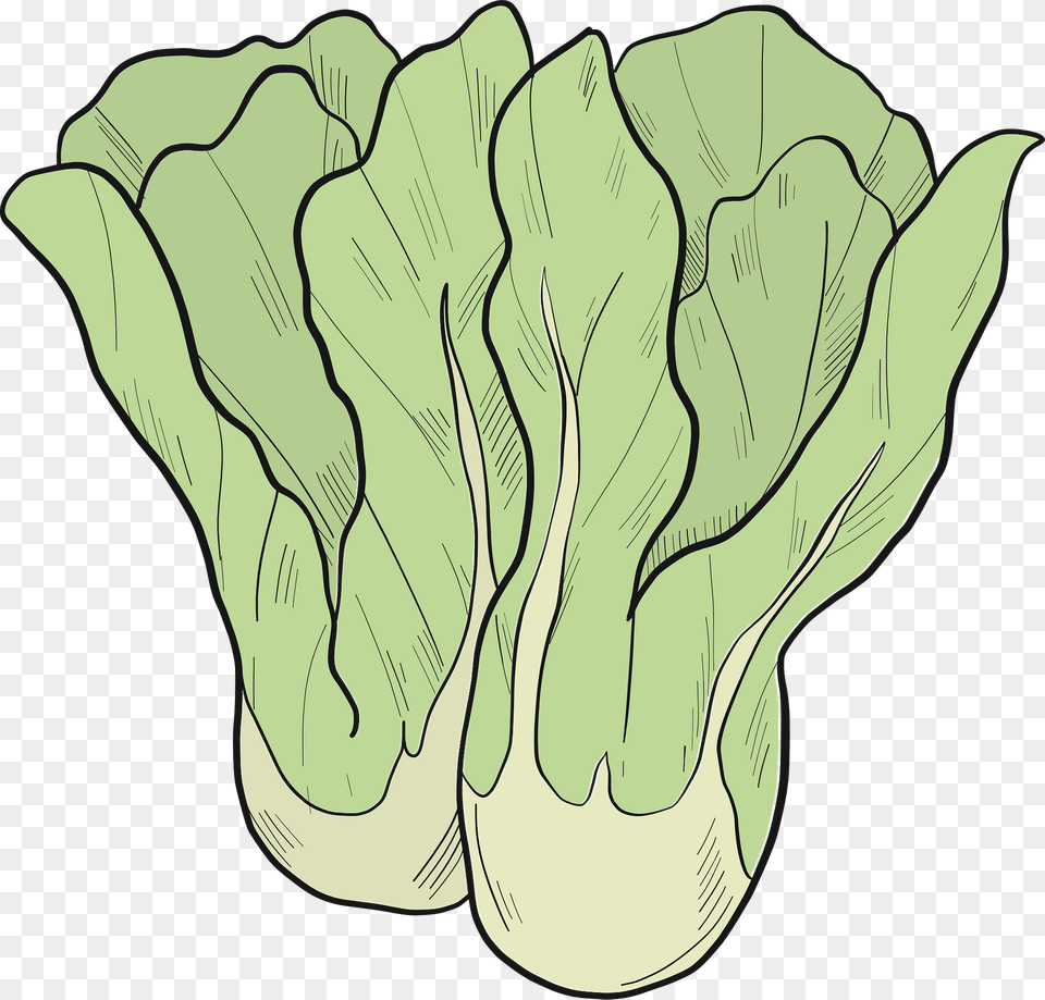 Lettuce Clipart, Food, Leafy Green Vegetable, Plant, Produce Png Image