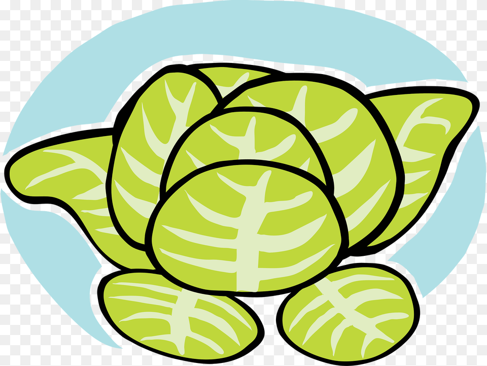 Lettuce Clipart, Leaf, Plant, Citrus Fruit, Food Png Image