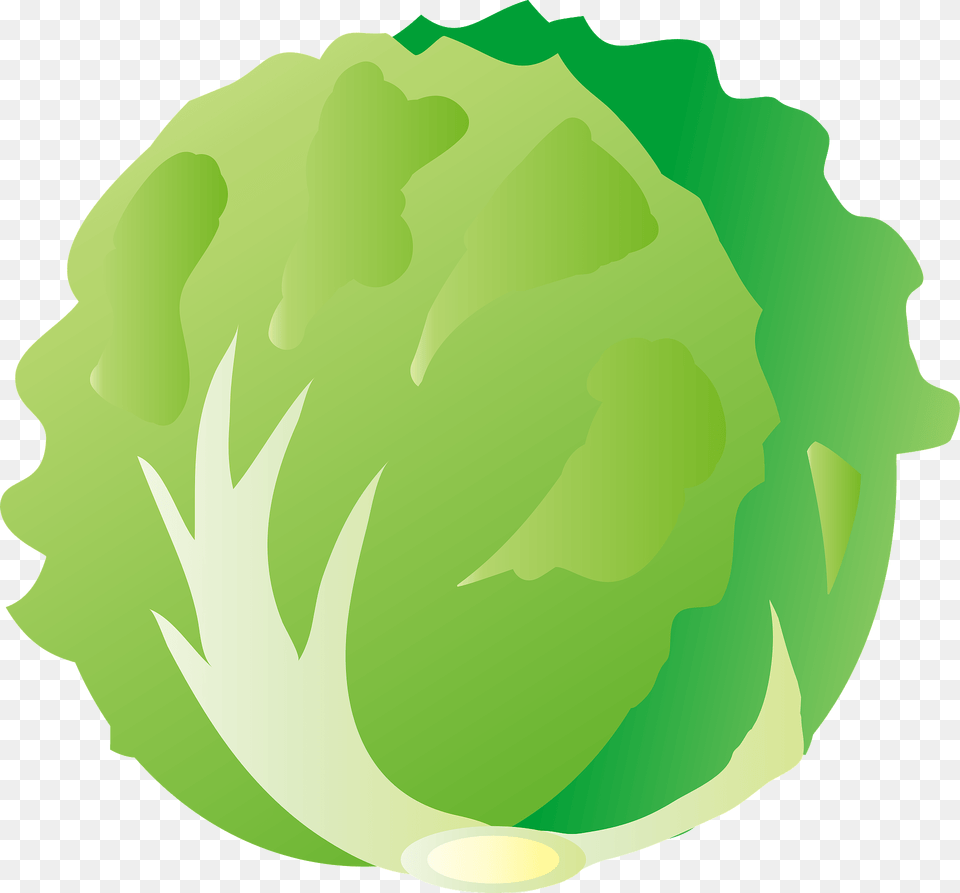Lettuce Clipart, Food, Produce, Leafy Green Vegetable, Plant Png Image
