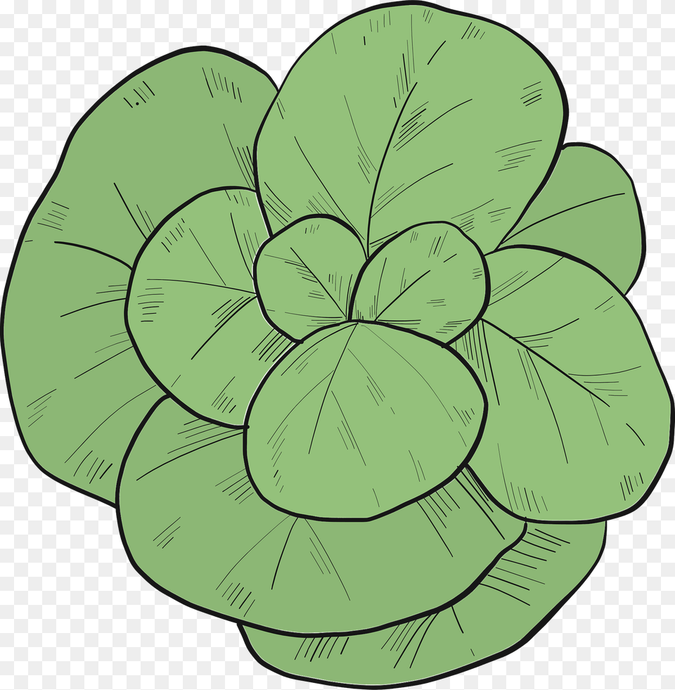 Lettuce Clipart, Potted Plant, Plant, Leaf, Herbs Free Transparent Png