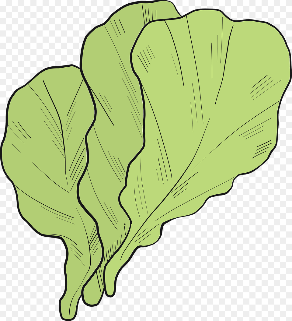 Lettuce Clipart, Leaf, Plant, Food, Leafy Green Vegetable Png Image
