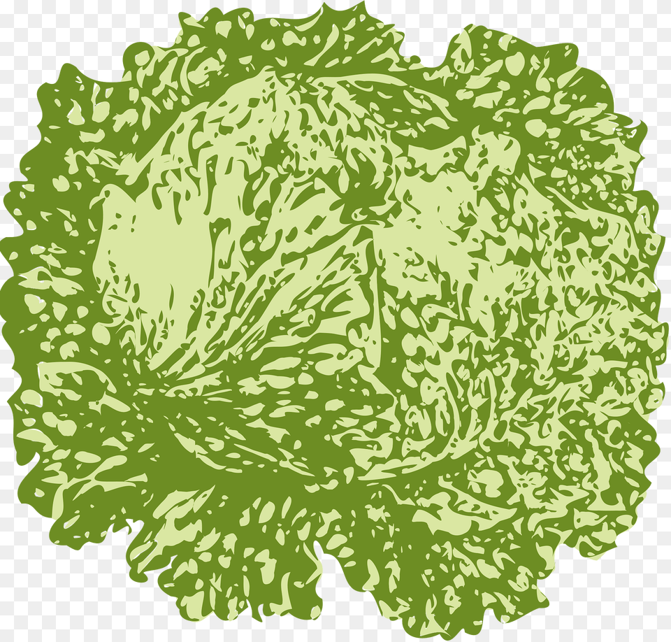 Lettuce Clipart, Food, Leafy Green Vegetable, Plant, Produce Png