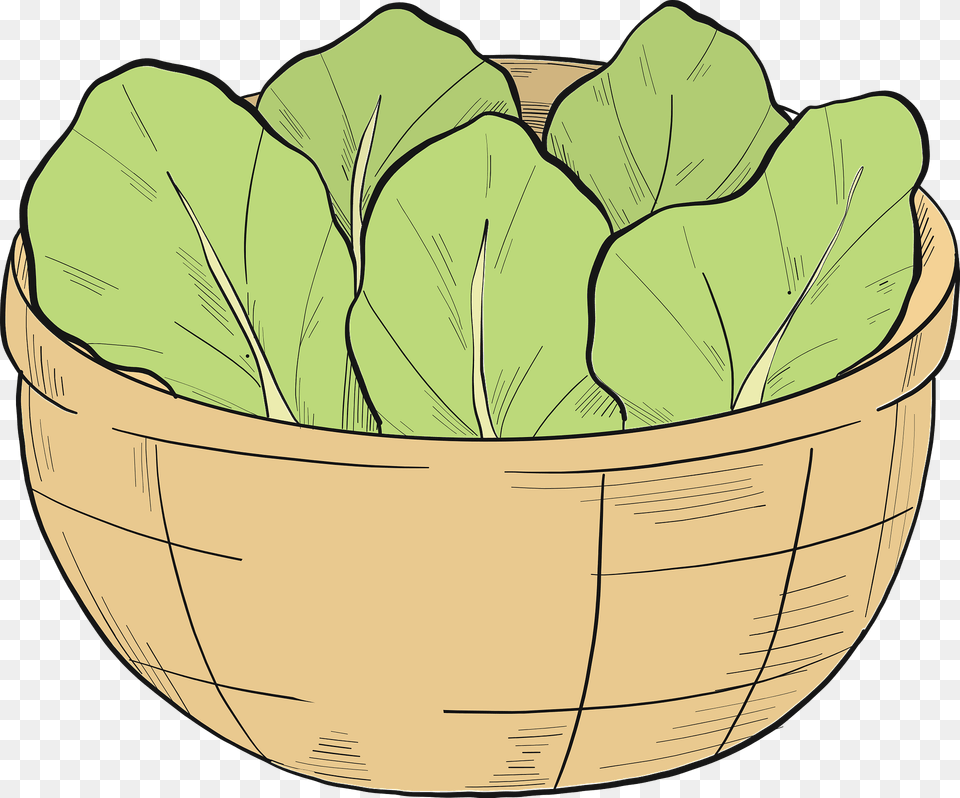 Lettuce Clipart, Food, Produce, Leafy Green Vegetable, Plant Free Transparent Png