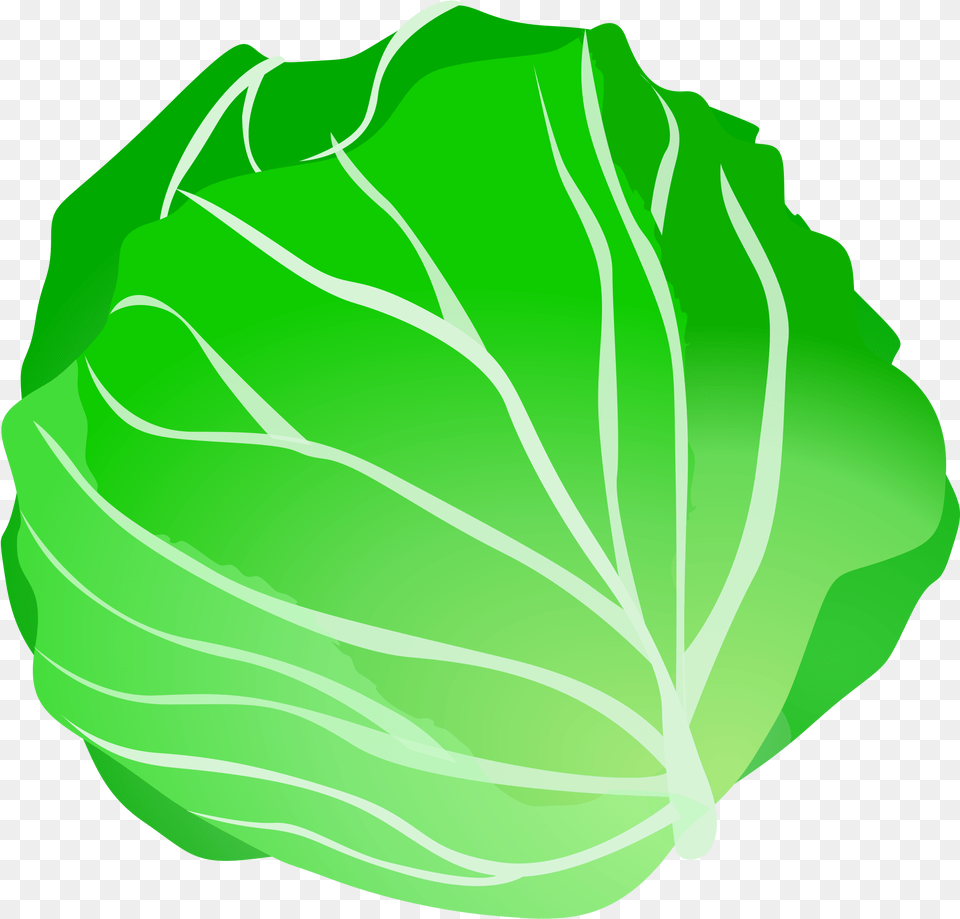 Lettuce Clipart Cabbage Clipart, Food, Leafy Green Vegetable, Plant, Produce Free Png