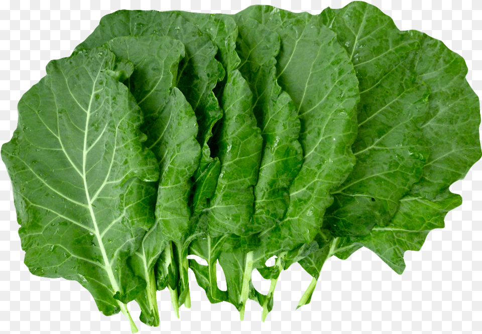 Lettuce Clipart Collard Greens Collard Greens, Plant, Food, Produce, Leafy Green Vegetable Free Png