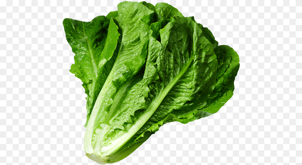 Lettuce Clipart Green Foods Lettuce, Food, Plant, Produce, Vegetable Free Png Download