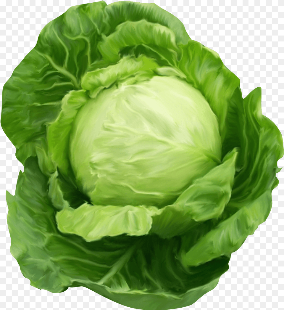 Lettuce Clipart Healthy Food Cabbage, Leafy Green Vegetable, Plant, Produce, Vegetable Png Image
