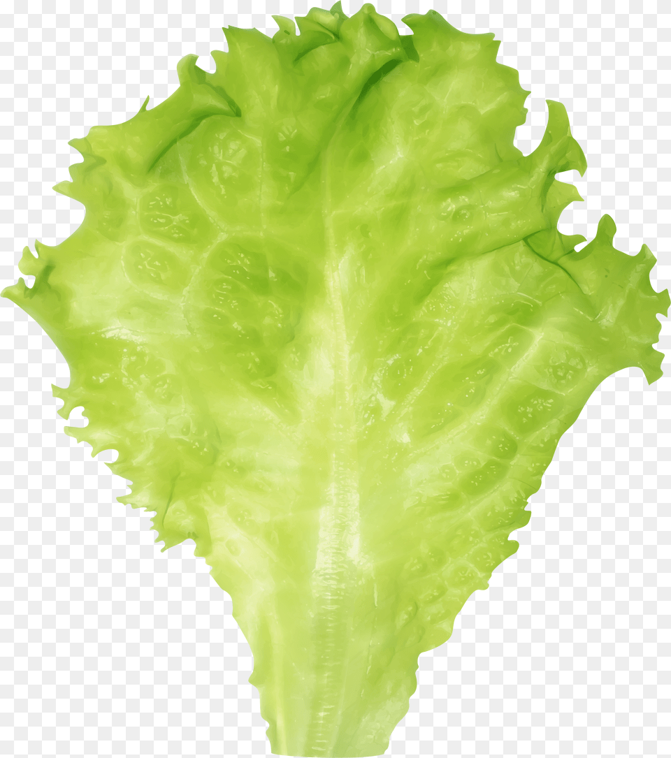 Lettuce Clipart Transparent Background Lettuce Leaf Png Image