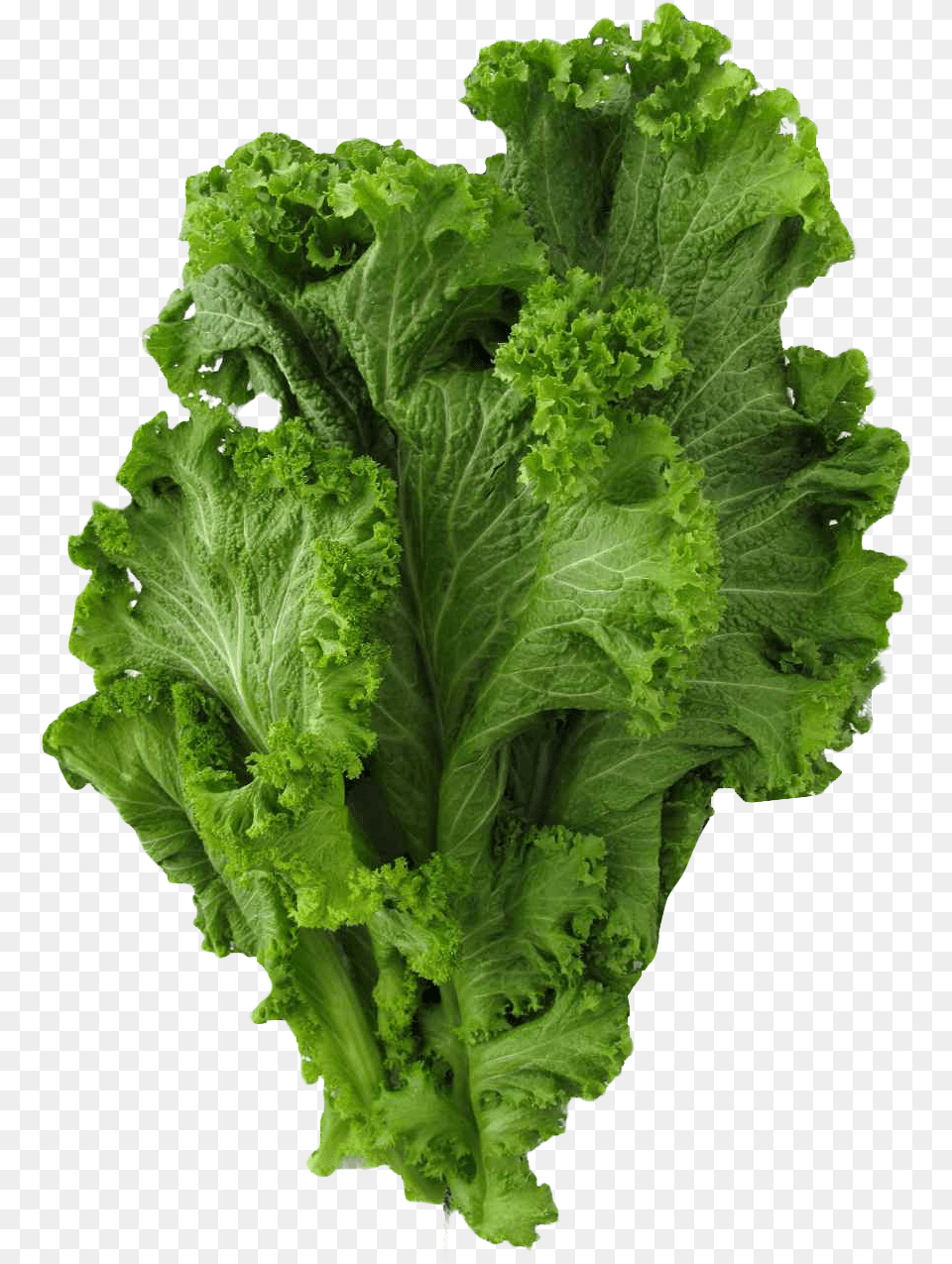 Lettuce Clipart Mustard Vegetable Collared Greens, Food, Plant, Produce, Kale Free Transparent Png