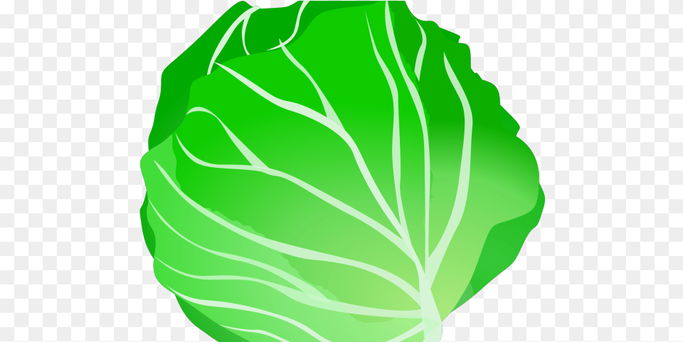 Lettuce Clipart Repolyo Green Fruit Clip Art, Leafy Green Vegetable, Food, Vegetable, Produce Png