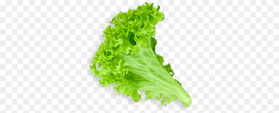 Lettuce Clipart Sliced Lettuce Leaf Transparent Background, Food, Plant, Produce, Vegetable Free Png Download