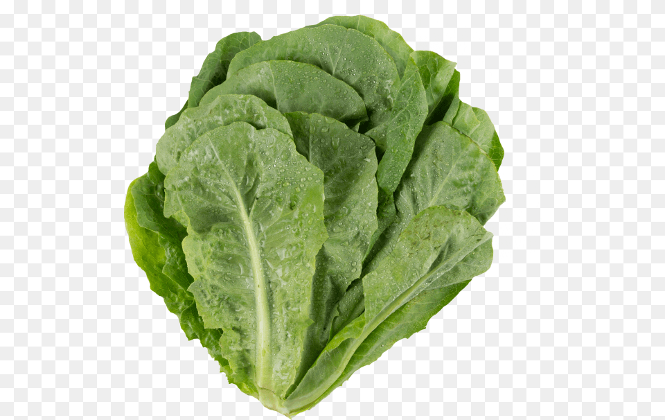 Lettuce Dark Green Leafy Vegetable, Food, Plant, Produce Png