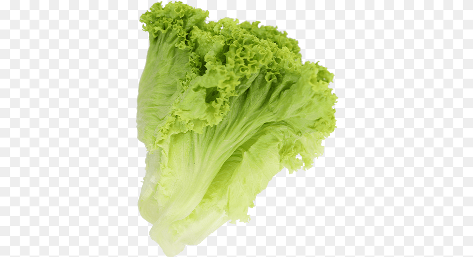 Lettuce Green Coral Superfood, Food, Plant, Produce, Vegetable Free Transparent Png