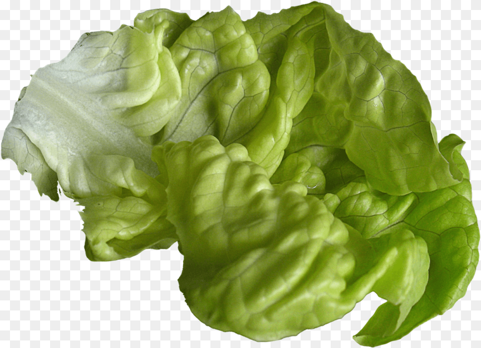 Lettuce Image Lettuce, Food, Plant, Produce, Vegetable Free Png Download
