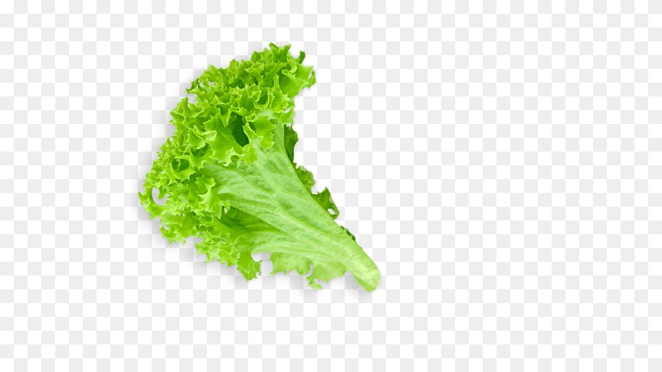 Lettuce Leaf, Food, Plant, Produce, Vegetable Png Image