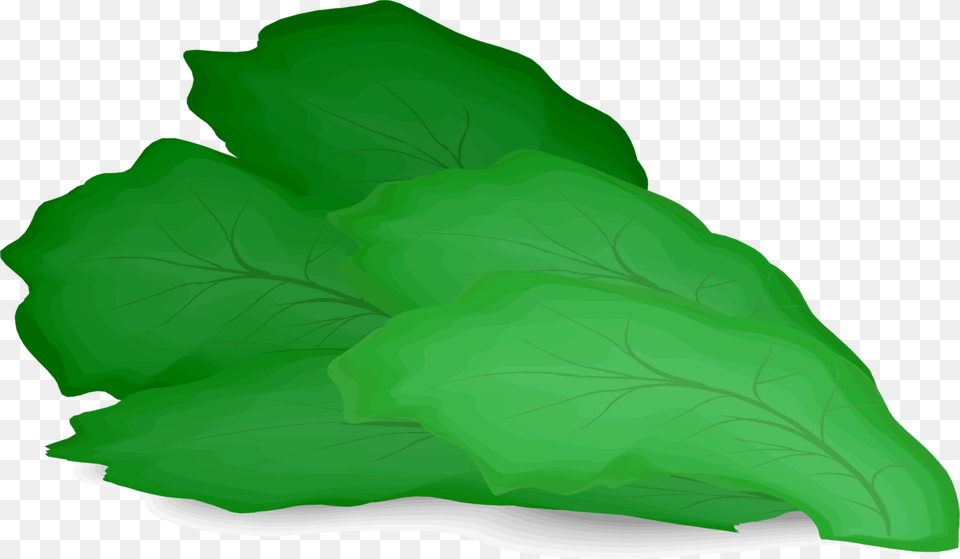 Lettuce Leaf Clipart, Food, Produce, Plant, Vegetable Png Image