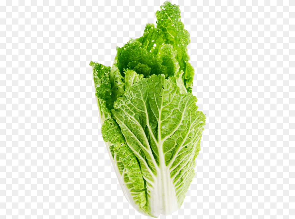 Lettuce Leaves, Food, Plant, Produce, Vegetable Free Transparent Png