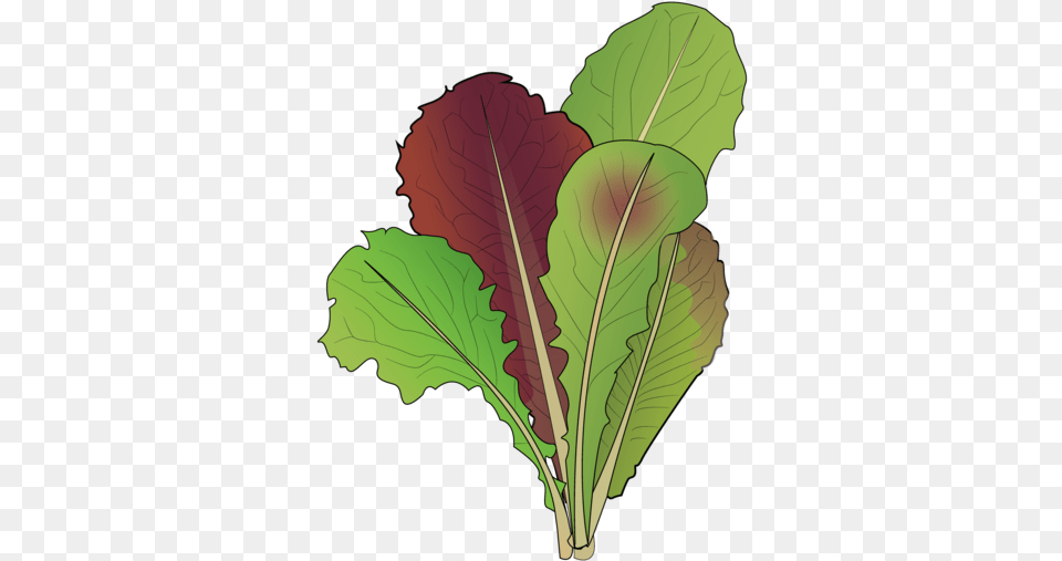 Lettuce Lifespace Gardens Collard Greens, Leaf, Plant, Food, Produce Free Transparent Png