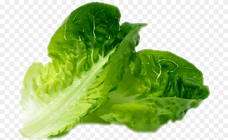 Lettuce Little Gem Lettuce Leaf, Food, Plant, Produce, Vegetable Png Image