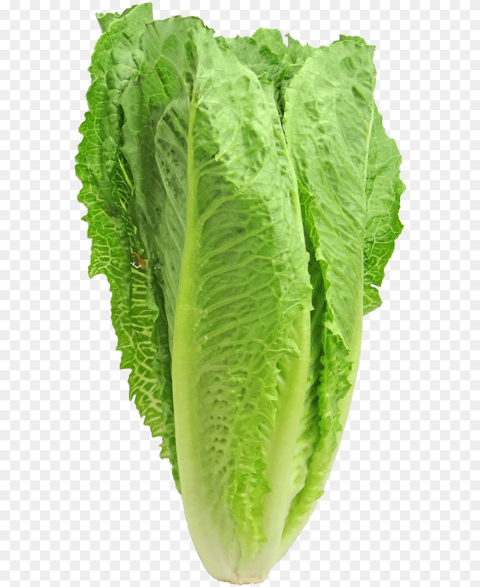Lettuce Romaine Greens Vegetable, Food, Plant, Produce Png