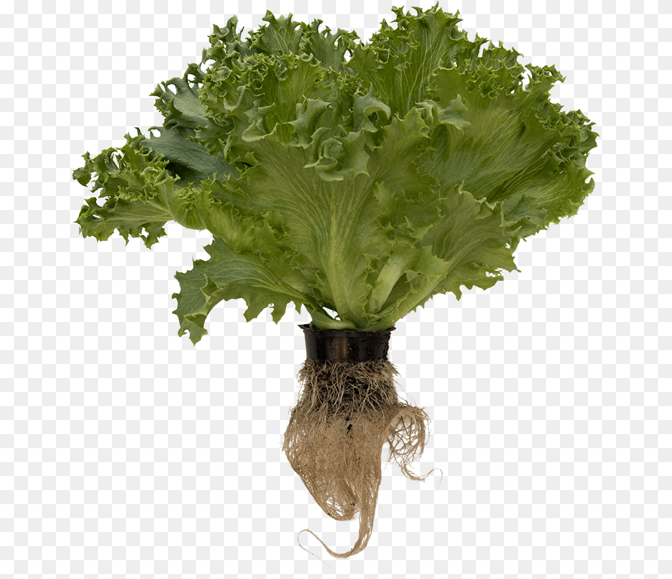 Lettuce Roots, Plant, Food, Produce, Vegetable Free Png