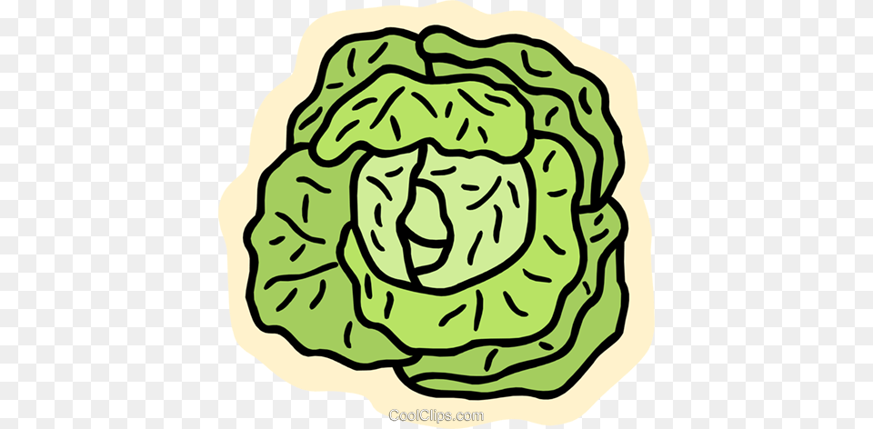 Lettuce Royalty Vector Clip Art Illustration, Vegetable, Produce, Plant, Leafy Green Vegetable Free Png Download