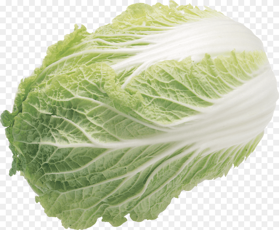 Lettuce Salad, Food, Produce, Leafy Green Vegetable, Plant Png