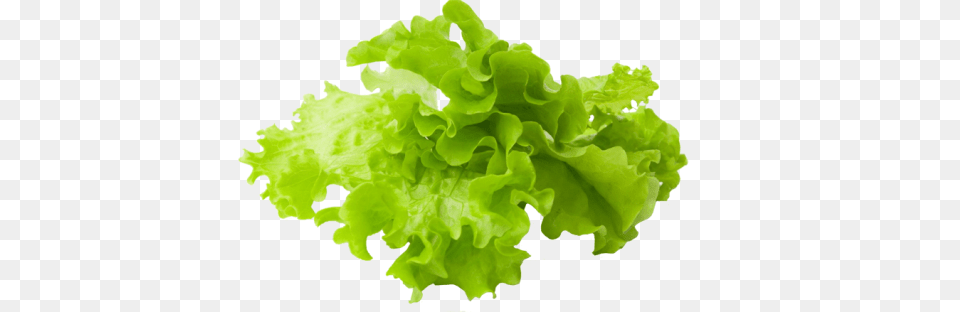 Lettuce Slice Clipart Stock Lettuce, Food, Plant, Produce, Vegetable Free Png Download