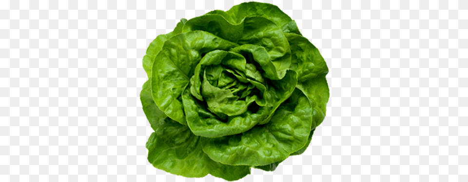 Lettuce Lettuce, Food, Plant, Produce, Vegetable Free Transparent Png