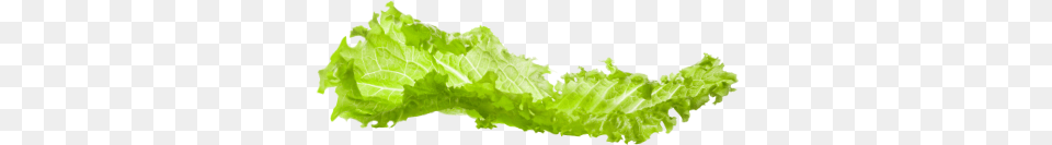 Lettuce Tree, Food, Plant, Produce, Vegetable Png Image