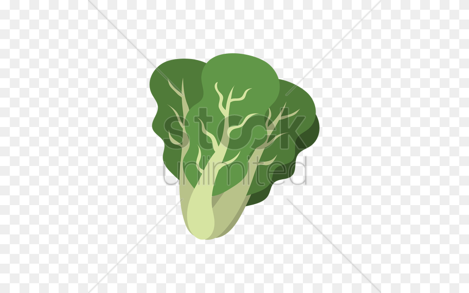 Lettuce Vector Food, Leafy Green Vegetable, Plant, Produce Png Image