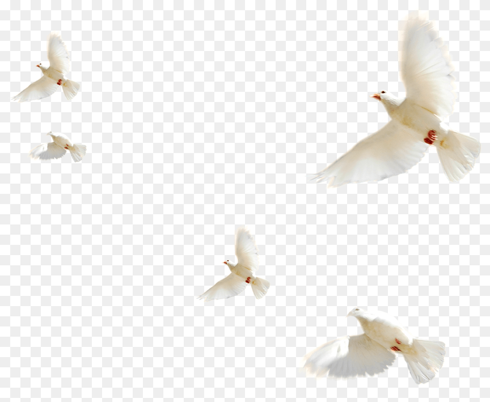 Letyashij Golub, Animal, Bird, Pigeon, Dove Png