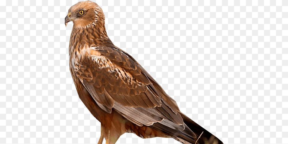 Levant Sparrowhawk T Red Tailed Hawk, Animal, Bird, Kite Bird, Buzzard Free Png Download