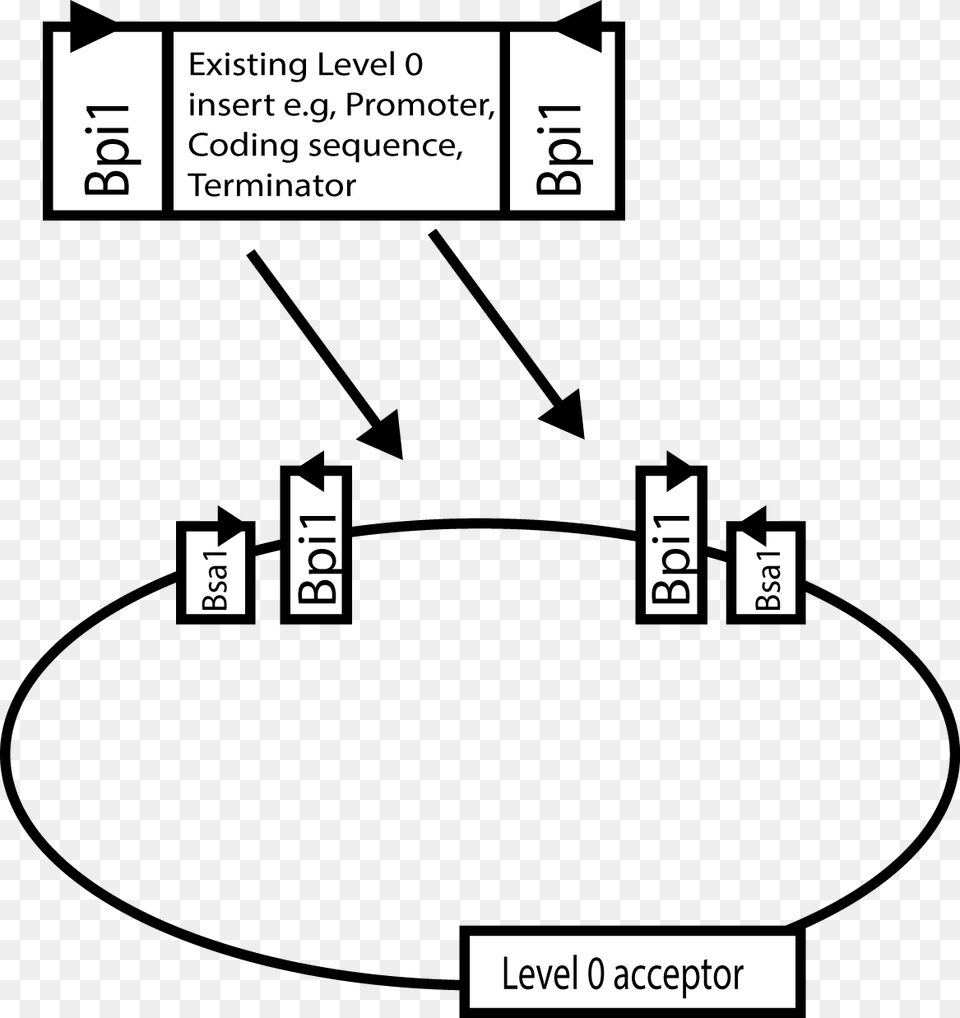 Level 0 Parts Consist Of Sequences With Standard Overhangs Diagram, Text, Paper Free Transparent Png