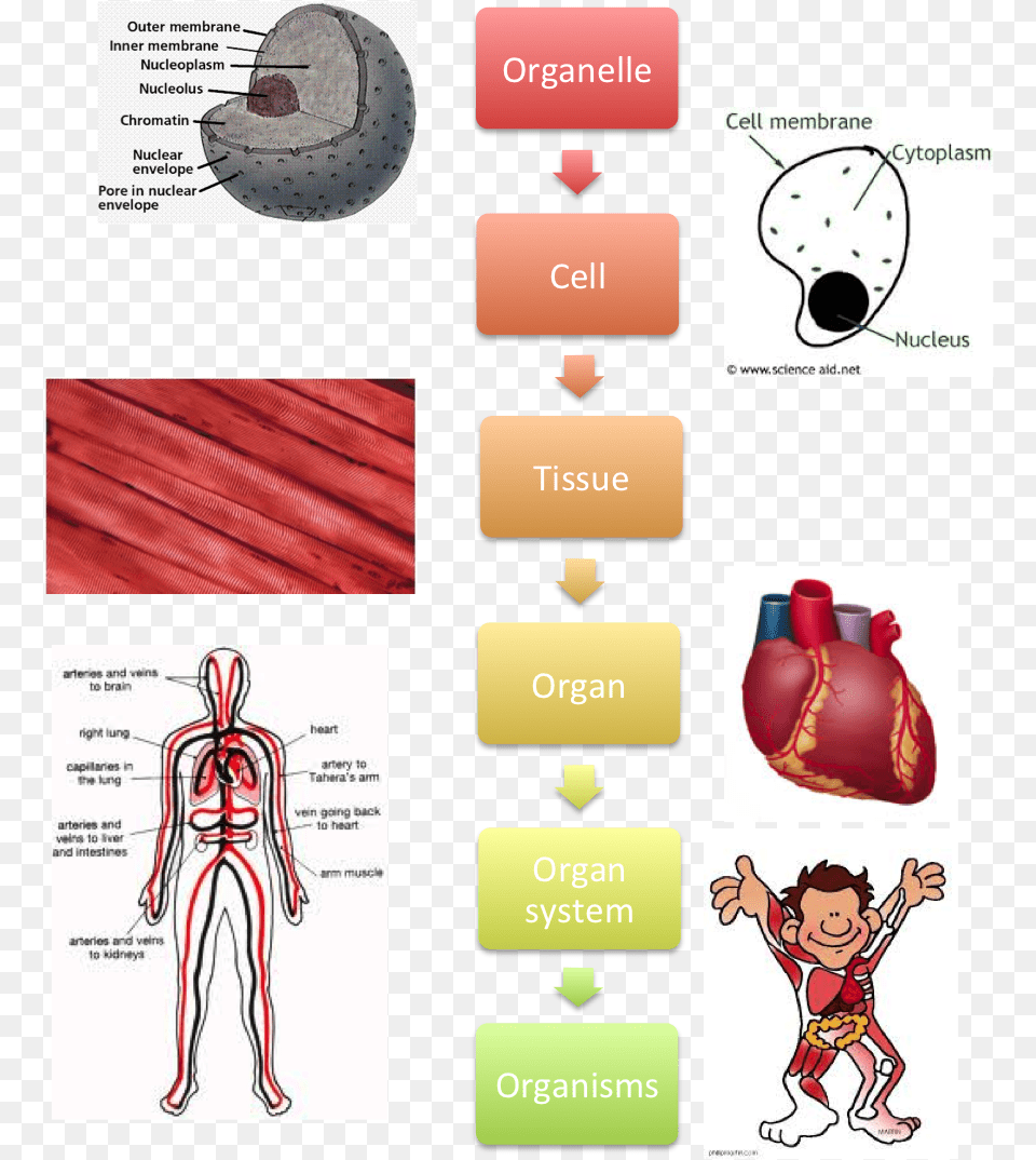 Levels Of Organisation Biology, Baby, Person, Book, Comics Png Image