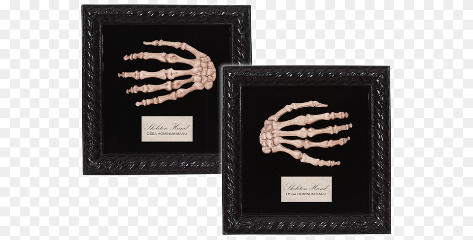 Lg Seasons Usa Inc Lab Specimen Skeleton Hand, Accessories, Body Part, Finger, Person Png Image