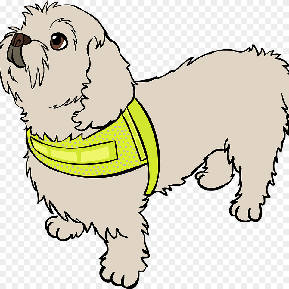 Lhasa Apso, Accessories, Baby, Person, Face Free Png