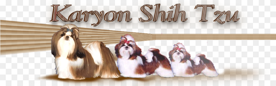 Lhasa Apso, Animal, Canine, Dog, Hound Free Png