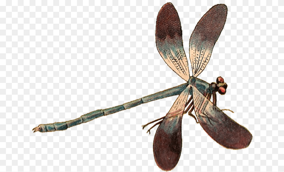 Libelula, Animal, Dragonfly, Insect, Invertebrate Png