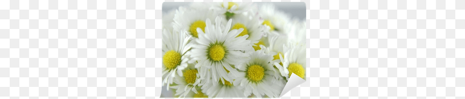 Library, Daisy, Flower, Plant, Petal Free Transparent Png